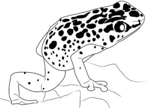 Desenho de Sapos Desenho Colorir Imprimir 07