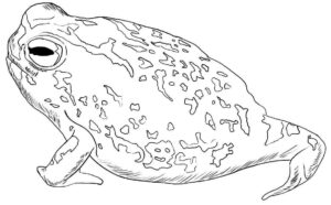 Desenho de Sapos Desenho Colorir Imprimir 08