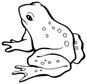 Desenho de Sapos Desenho Colorir Imprimir 10