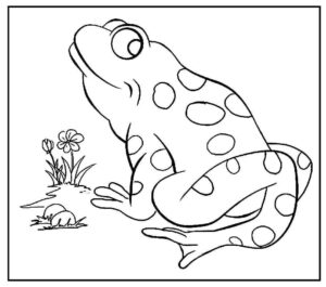 Desenho de Sapos Desenho Colorir Imprimir 15