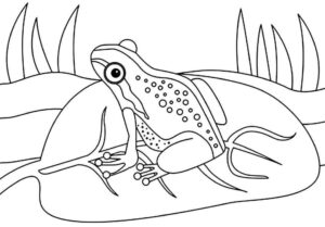 Desenho de Sapos Desenho Colorir Imprimir 17