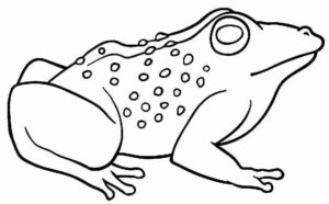 Desenho de Sapos Desenho Colorir Imprimir 37