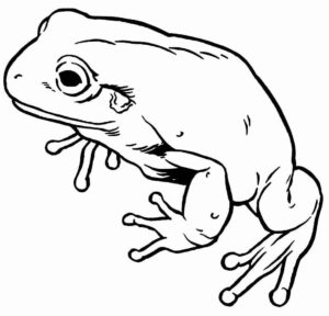 Desenho de Sapos Desenho Colorir Imprimir 53