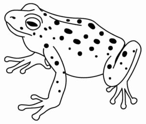 Desenho de Sapos Desenho Colorir Imprimir 55