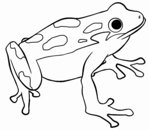 Desenho de Sapos Desenho Colorir Imprimir 56