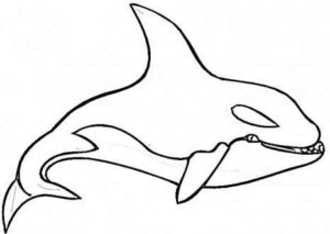 Desenho de Baleias Desenho Colorir Imprimir 08