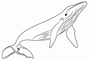 Desenho de Baleias Desenho Colorir Imprimir 38