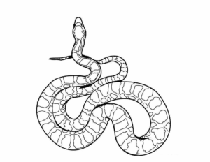 Desenho de Cobra Desenho Colorir Imprimir 03
