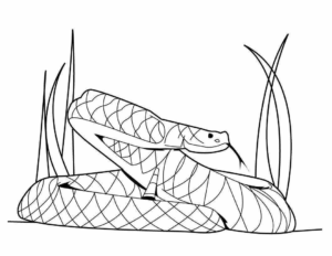 Desenho de Cobra Desenho Colorir Imprimir 05