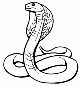 Desenho de Cobra Desenho Colorir Imprimir 14