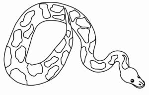 Desenho de Cobra Desenho Colorir Imprimir 16