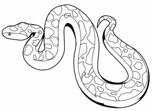 Desenho de Cobra Desenho Colorir Imprimir 17