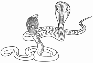 Desenho de Cobra Desenho Colorir Imprimir 18