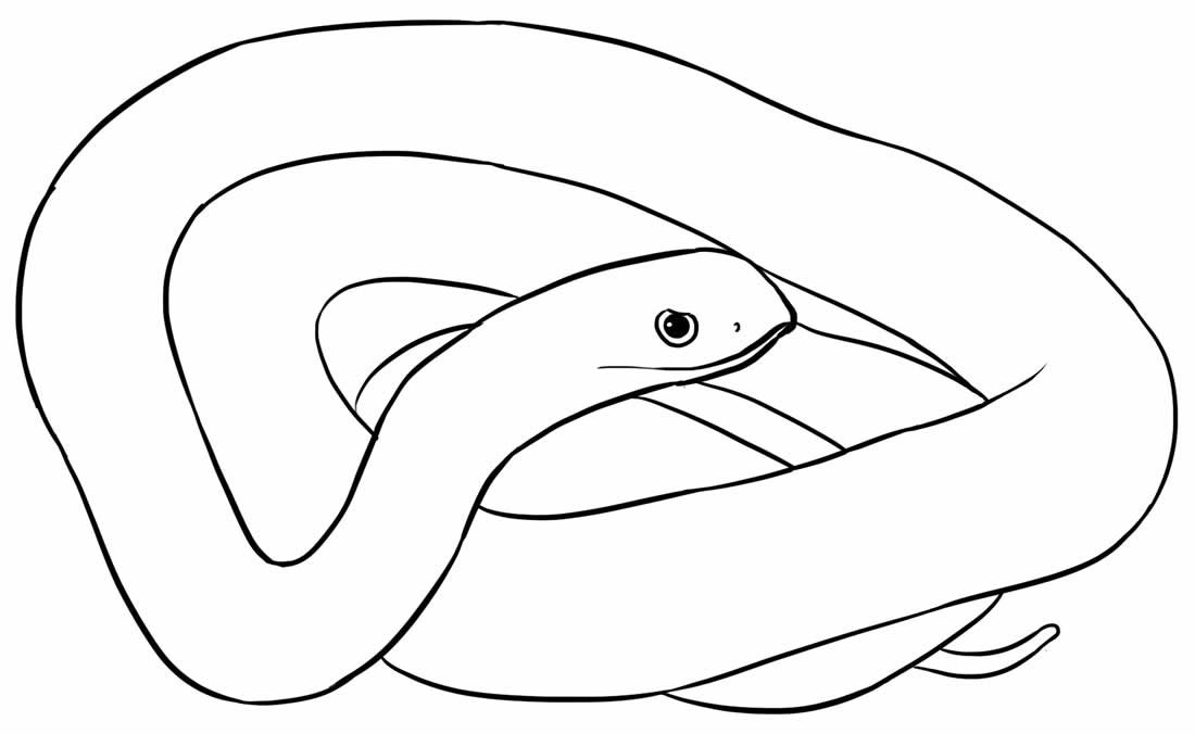 Desenho de Cobra Desenho Colorir Imprimir 25