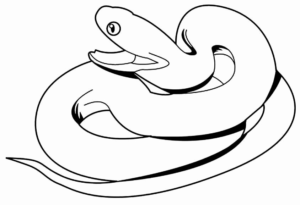 Desenho de Cobra Desenho Colorir Imprimir 27