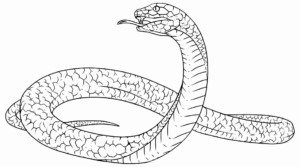 Desenho de Cobra Desenho Colorir Imprimir 29
