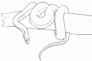 Desenho de Cobra Desenho Colorir Imprimir 31
