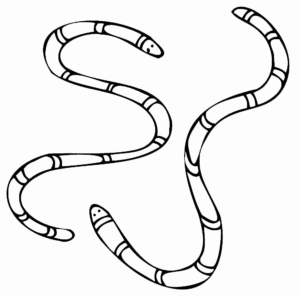 Desenho de Cobra Desenho Colorir Imprimir 34