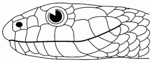 Desenho de Cobra Desenho Colorir Imprimir 35