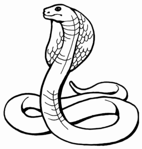 Desenho de Cobra Desenho Colorir Imprimir 41