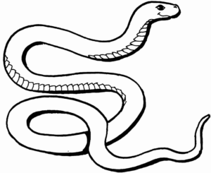 Desenho de Cobra Desenho Colorir Imprimir 48
