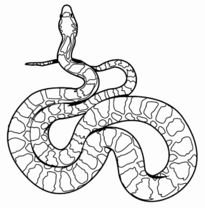 Desenho de Cobra Desenho Colorir Imprimir 55