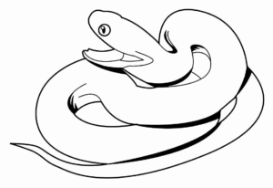 Desenho de Cobra Desenho Colorir Imprimir 57