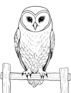Desenho de Corujas Desenho Colorir Imprimir 05