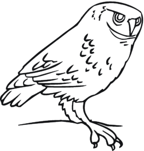 Desenho de Corujas Desenho Colorir Imprimir 18