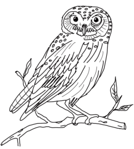 Desenho de Corujas Desenho Colorir Imprimir 20