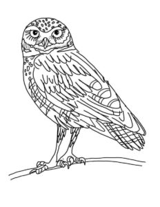 Desenho de Corujas Desenho Colorir Imprimir 21