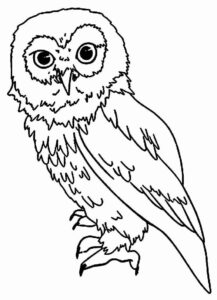 Desenho de Corujas Desenho Colorir Imprimir 38