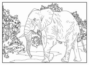Desenho de Elefante Desenho Colorir Imprimir 40