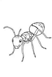 Desenho de Formiga Desenho Colorir Imprimir 05