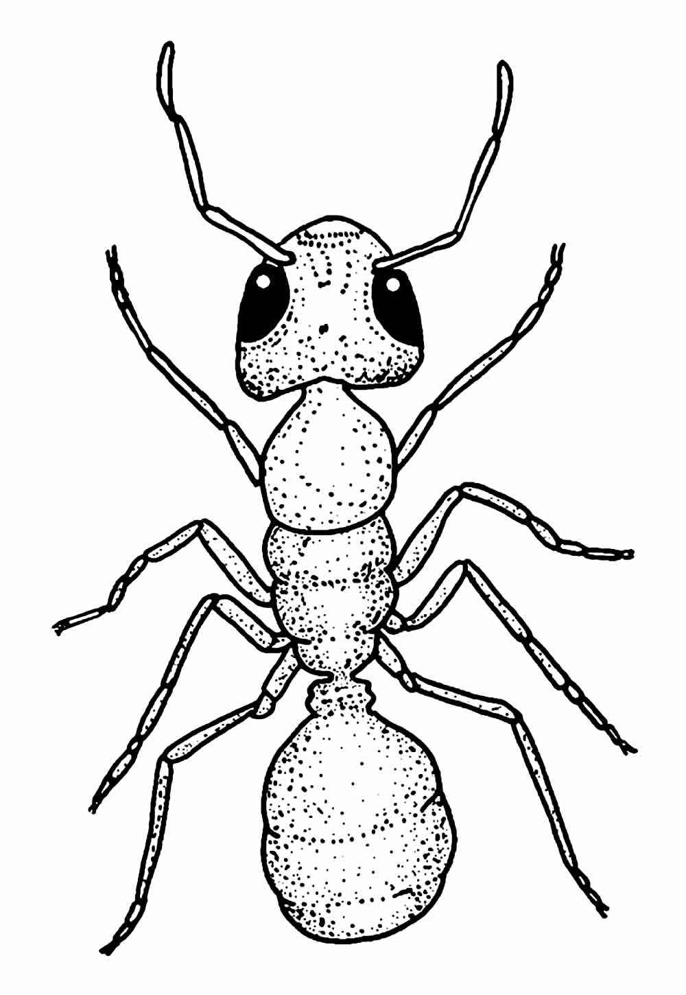 Desenho de Formiga Desenho Colorir Imprimir 13