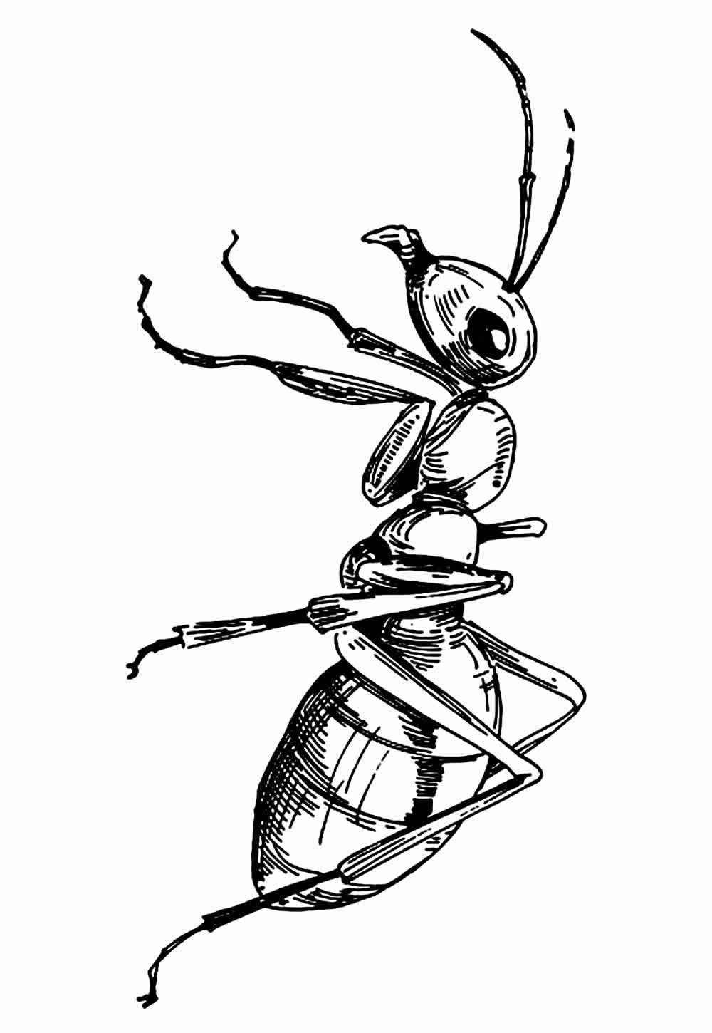 Desenho de Formiga Desenho Colorir Imprimir 14