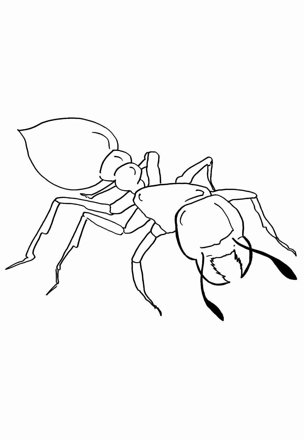 Desenho de Formiga Desenho Colorir Imprimir 19