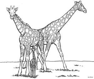 Desenho de Girafa Desenho Colorir Imprimir 11
