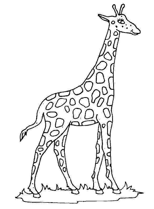 Desenho de Girafa Desenho Colorir Imprimir 27