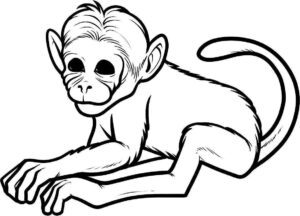 Desenho de Macacos Desenho Colorir Imprimir 029