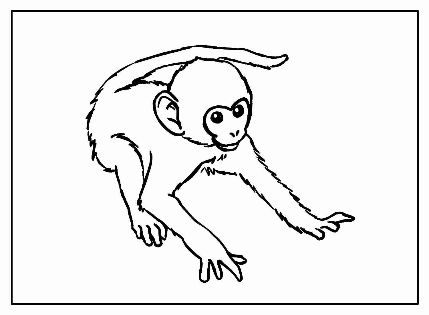 Desenho de Macacos Desenho Colorir Imprimir 045