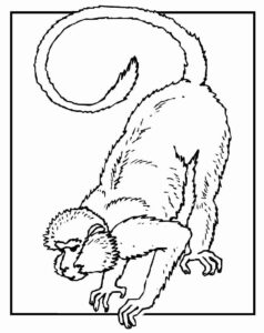 Desenho de Macacos Desenho Colorir Imprimir 061