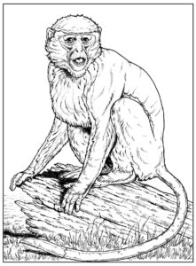 Desenho de Macacos Desenho Colorir Imprimir 062