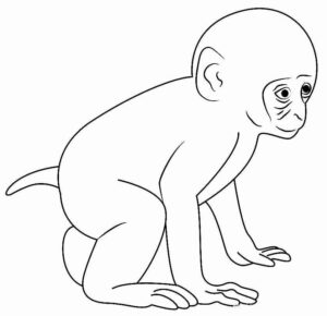 Desenho de Macacos Desenho Colorir Imprimir 078