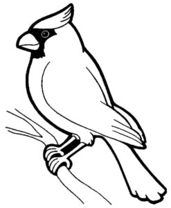 Desenho de Passarros Desenho Colorir Imprimir 39