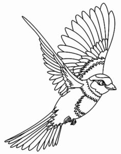 Desenho de Passarros Desenho Colorir Imprimir 50