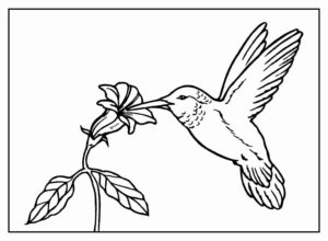 Desenho de Passarros Desenho Colorir Imprimir 59
