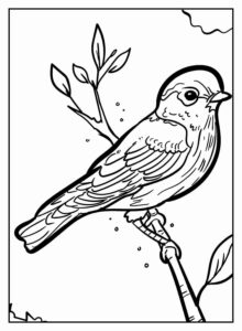 Desenho de Passarros Desenho Colorir Imprimir 64