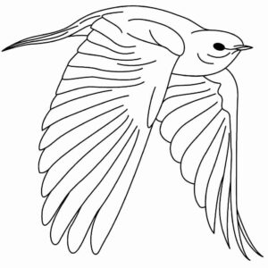 Desenho de Passarros Desenho Colorir Imprimir 66