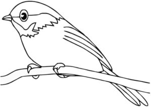 Desenho de Passarros Desenho Colorir Imprimir 80